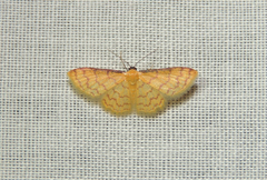 Idaea similinea