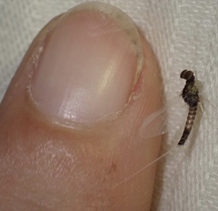 Callibaetis ferrugineus ferrugineus