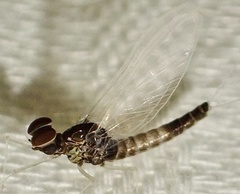 Callibaetis ferrugineus ferrugineus