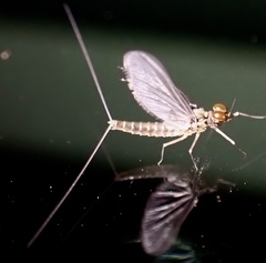 Callibaetis ferrugineus ferrugineus