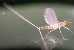 Callibaetis ferrugineus ferrugineus