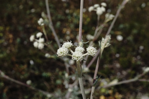 Seseli dichotomum