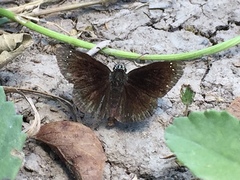 Pholisora