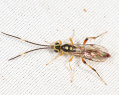 Cratichneumon paratus
