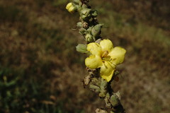 Verbascum ovalifolium