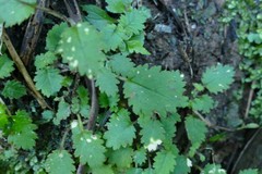 Jovellana repens