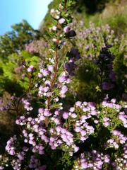 Erica hirtiflora hirtiflora