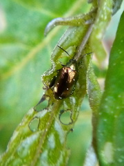 Psylliodes brettinghami