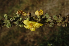 Verbascum ovalifolium