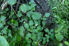 Jovellana repens