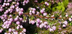 Erica hirtiflora hirtiflora