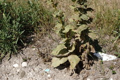 Verbascum ovalifolium