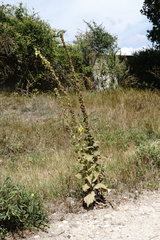 Verbascum ovalifolium