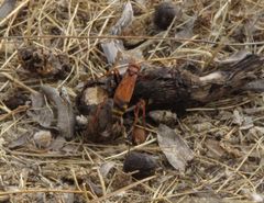 Cryptocheilus annulatus