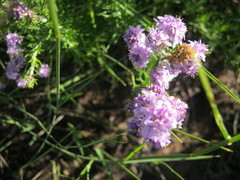 Selago villicaulis