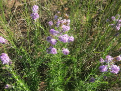 Selago villicaulis