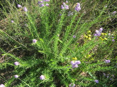 Selago villicaulis