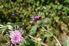 Arctium × nothum