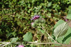Arctium × nothum
