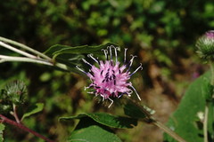 Arctium × nothum