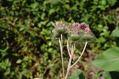 Arctium × nothum