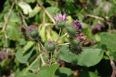 Arctium × nothum