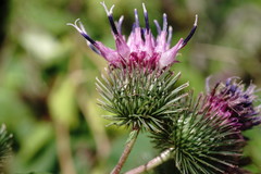 Arctium × nothum
