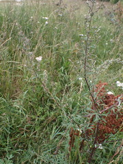 Artemisia mongolica