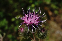 Arctium × nothum