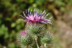 Arctium × nothum