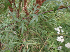 Artemisia mongolica