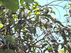 Dicaeum chrysorrheum