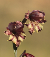 Gladiolus guthriei