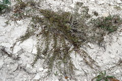 Thymus callieri