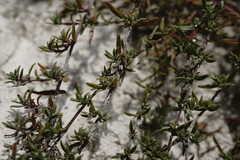 Thymus callieri