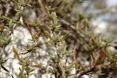 Thymus callieri
