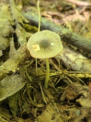 Pluteus deceptivus