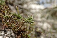 Thymus callieri