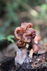 Gyromitra antarctica