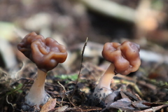 Gyromitra antarctica