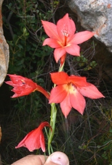 Gladiolus priorii