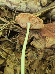 Pluteus deceptivus