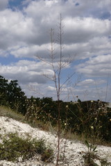 Brassica elongata pinnatifida