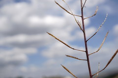 Brassica elongata pinnatifida