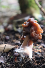 Gyromitra antarctica