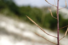 Brassica elongata pinnatifida