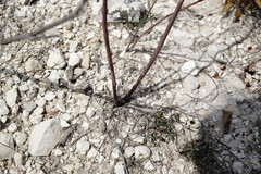 Brassica elongata pinnatifida