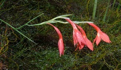 Gladiolus priorii