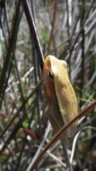 Hyperolius horstockii