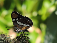 Adelpha californica